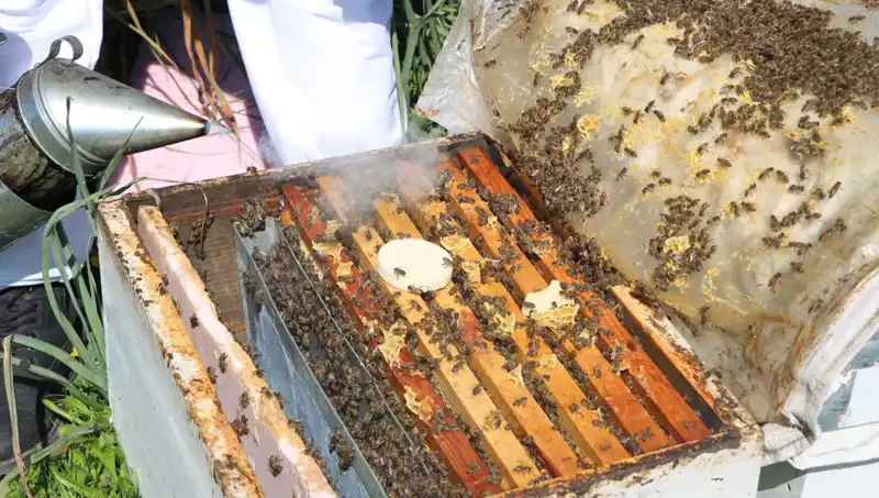 Ata Mesleği Arıcılığı Devam Ettiren Genç, Yurt Dışından Sipariş Almaya Başladı