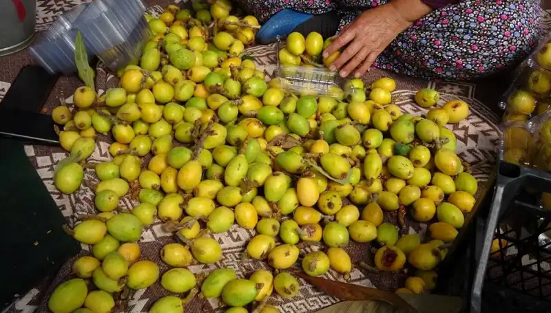 Muşmula Hasadı Başladı: Kilosu 150 TL ile Pazar Yüzde Yüz Artış Gösterdi