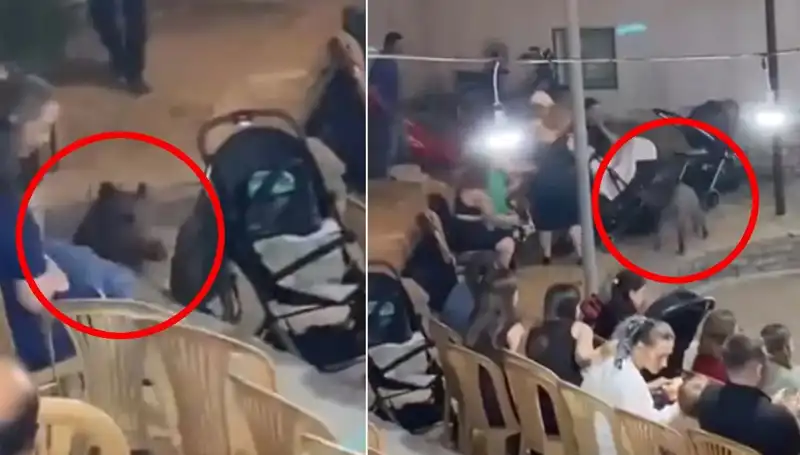 Düğün Törenine Sızan Yaban Domuzu, Eğlenceyi İkiye Katladı!