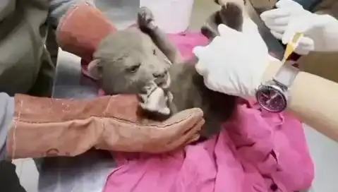 Karabük’te Yavru Bozayı Şaşkınlıkla Karşılandı: Doğa Koruma Görevlileri Devrede