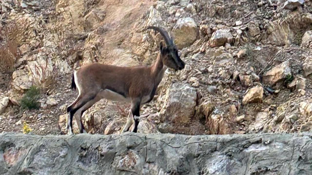 Yaban Keçisini Avlayan Kişiye 661 Bin Lira Ceza Şoku!
