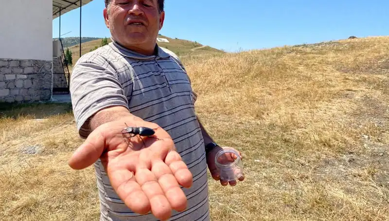 Sivas'ta Görülen Bu Böceği Öldürenlere 557 Bin TL Ceza Uyarısı