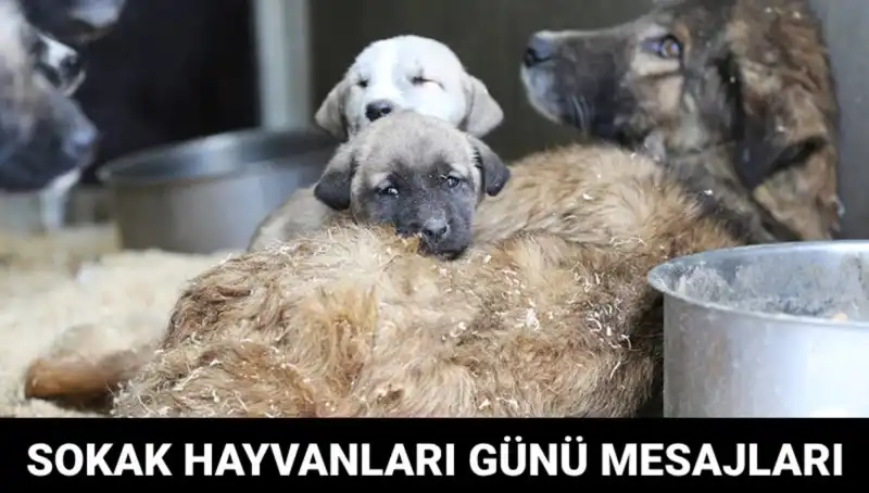 Dünya Sokak Hayvanları Günü: Anlamı ve Kutlama Yöntemleri