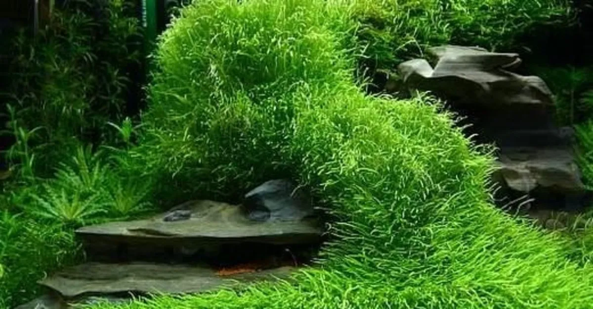 Aquatecture: Suyun Mimariyle Buluştuğu Yükselen Dekorasyon Trendi
