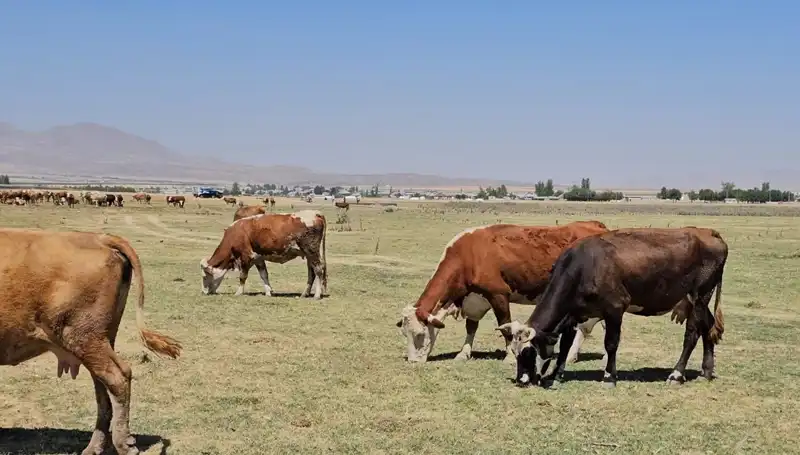Arin Gölü'nün Kuru Kalması: Suyun Geleceği Tehlikede mi?