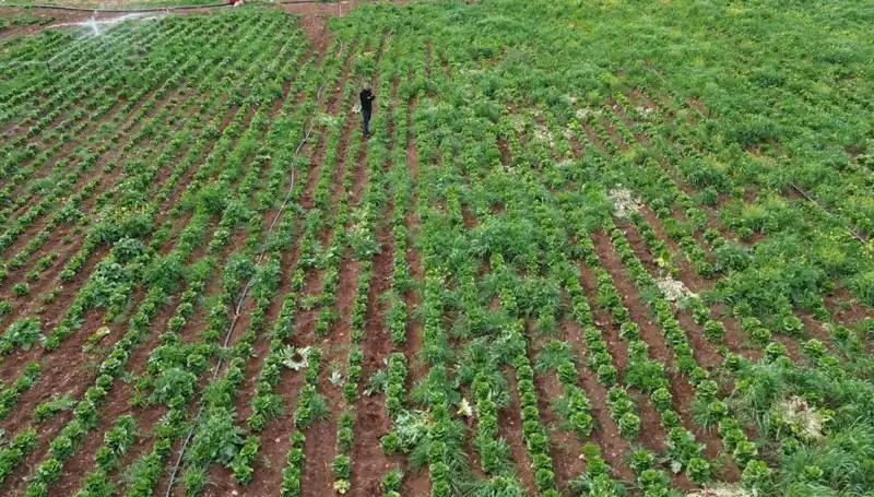 Marul Hasadında Kuraklığın Etkileri ve Çiftçilerin Mücadele Yöntemleri