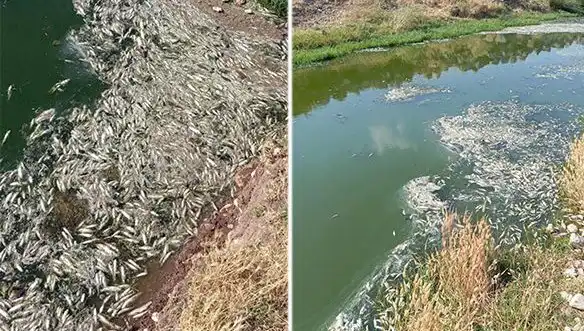 Karasu Çayı'nda Balık Ölümleri: Sır Perdesi Aralanıyor!