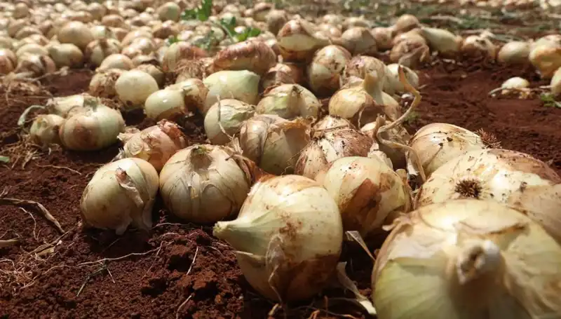 Hatay’da Soğan Hasadı Başladı: Çiftçilerin Yüzü Güldü!