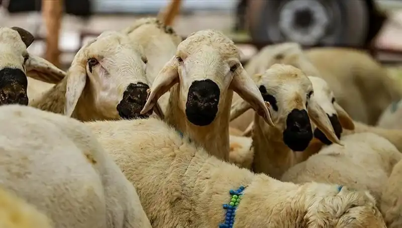 Kurban Bayramı 2025: Kurban Kesmek Farz Mı? 10 Soruda Cevap Bulun!