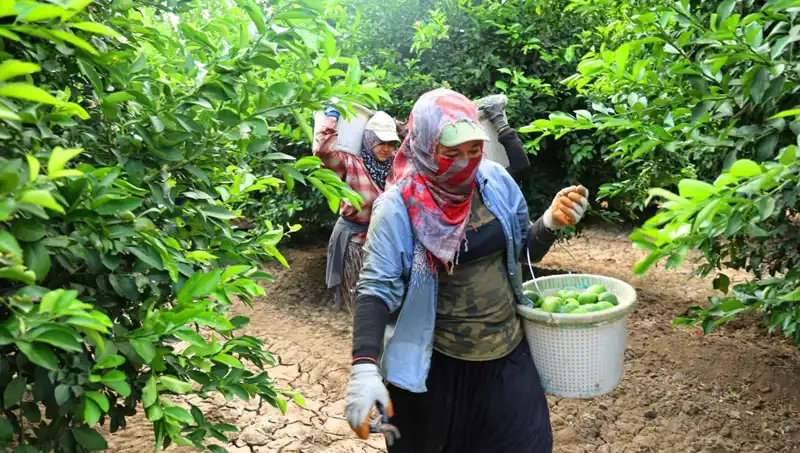 Markette Eşsiz Bir Dönüşüm: Fiyatı Düşürecek Hasat Sürecine Girildi