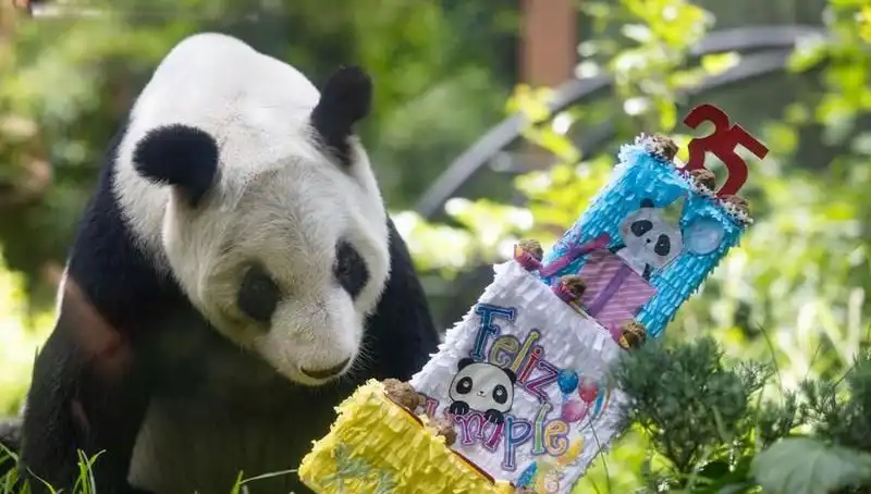 Dev Panda Xin Xin, 35. Doğum Gününü Kutlayarak Rekor Kırdı!