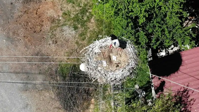 Baharın Müjdecisi Kırlangıçlar, 22 Yıldır Aynı Yuvayı Tercih Ediyor
