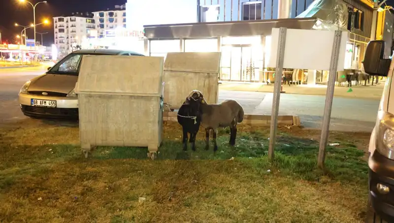 Yola Düşen Mor Karaman Koyunları: Terk Edilmişler mi, Kazara mı?