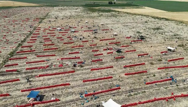 Tarlada Kriz: 40 Derecede 5 TL'ye Düşen Ürünler Çiftçileri Zorluyor