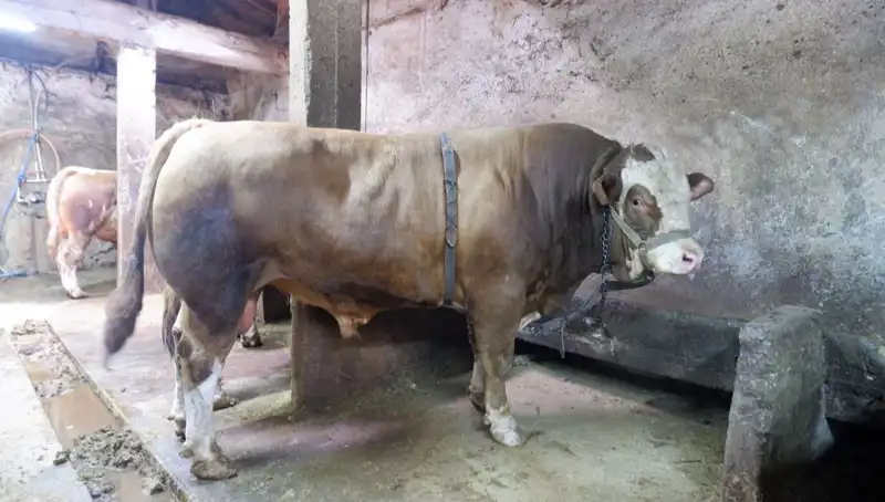 Alıcısını Buldu: Tam 1 Ton 200 Kilo Fiyatıyla Şaşırttı!