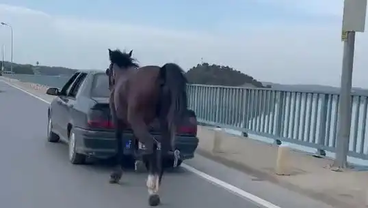 Adana’da Ata Eziyet Eden Şahsa Şok Tutuklama