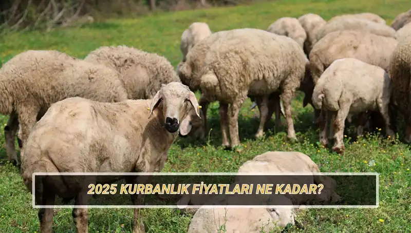 2025 Kurban Fiyatları: Büyükbaş ve Küçükbaş Kurban Paylaşımlarında Son Durum