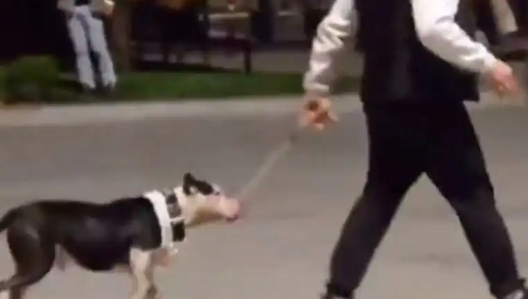 Ağızlıksız Pitbull Skandalı: Diğer Köpeklere Saldırdı, Sahibine Para Cezası!