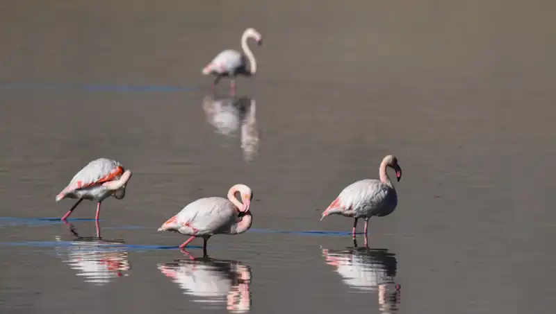 Kuraklık, Kuş Cenneti Flamingolarını Tehdit Ediyor