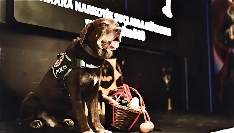 Ankara Emniyeti'nin Narkotik Köpeği 'Toma', 11 Yıl Sonra Emekli Oldu!