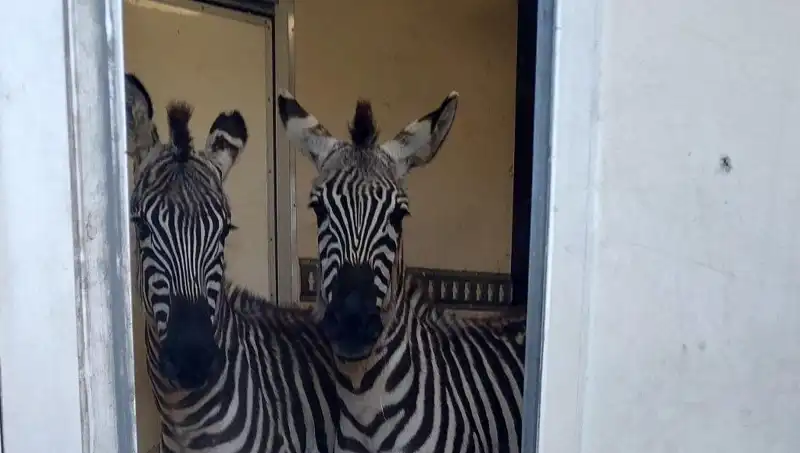 Sınırda Şok Gelişme: Minibüste Neler Var? Zebra, Maymun ve Daha Fazlası!