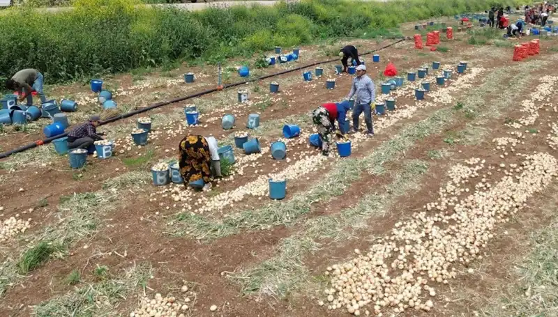 Soğan Hasadı Başladı, Tüketiciler İçin Fiyatlar Düşüşe Geçti