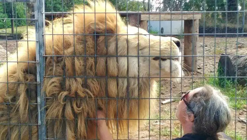 Avustralya'da Aslan Saldırısı: Kafesin İçinden Kadının Kolunu Kaptı