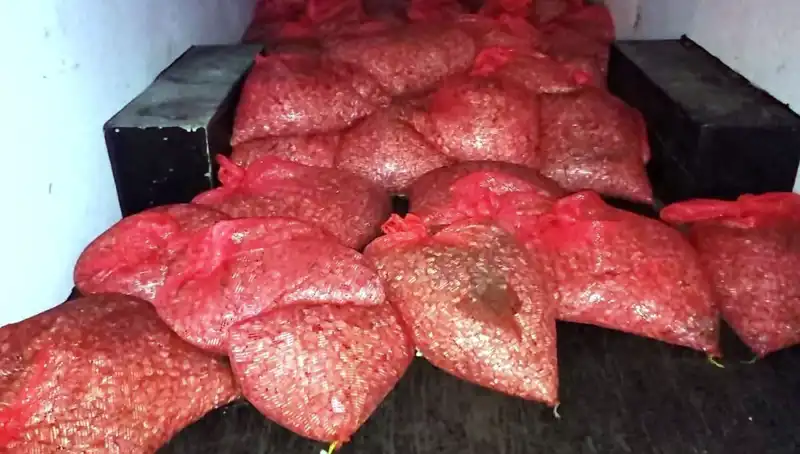 Samsun’da 1,5 Ton Kaçak Midye Operasyonu: Sağlık Tehlikesi Ortaya Çıktı