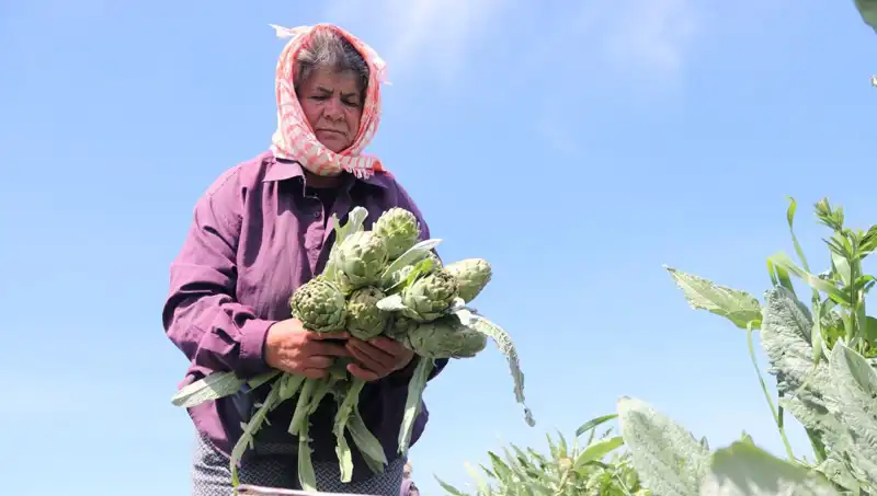 Taze Sebzelerin Fiyatları Uçtu: Tezgahlarda Tanesi 50 TL'den Satışta!